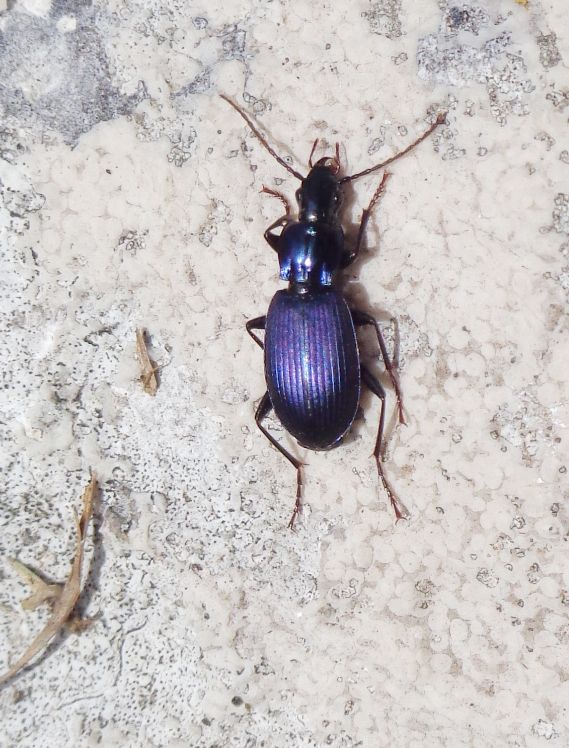 Carabidae: Laemostenus (Laemostenus) janthinus coeruleus